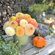 FAM_Flower_Farm_4091-AA-dahlia-mix-oranje-tuin