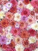 FAM_Flower_Farm_4517-AA-Flatlay-dinnerplates-high-v2