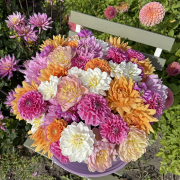 FAM_Flower_Farm_4539-AA-dahlia-startpakket-high