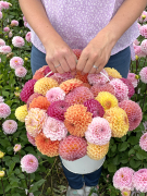FAM_Flower_Farm_5896-AA-Emmer-ball-dahlia-merel-high