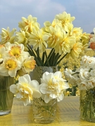 FAM_Narcissen-mix-gele-tafel