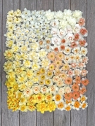 FAM_Narzissen_flatlay-narcissen-high