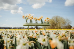 FAM__Pink-Charm-fam_flower_farm_narcissen_lisse