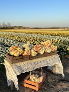 FAM_FLOWER_FARM_4676-AA-Narcissus-mix-FAM