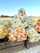 FAM_FLOWER_FARM_4681-AA-Narcissus-mix-FAM