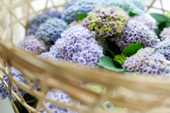 hydrangea world hortensia Trend Me Time Mand shoot Elize Eveleens