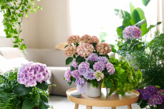 hydrangea world hortensia Trend Me Time mix groene planten shoot Elize Eveleens