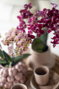 ORCHIDS-INFO-15