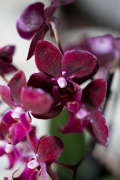 ORCHIDS-INFO-17-2