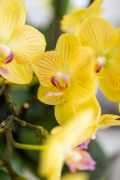 ORCHIDS-INFO-2024-79