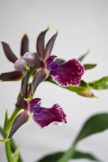 ORCHIDS-INFO-64