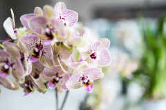 ORCHIDS-INFO-69