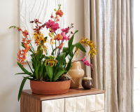 ORCHIDS INFO Orchideen und Interior Design