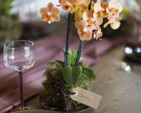 ORCHIDS INFO XMAS 2026
