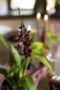 ORCHIDS-INFO-WINTERSHOOT-15