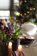 ORCHIDS-INFO-WINTERSHOOT-35