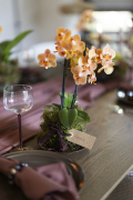 ORCHIDS-INFO-WINTERSHOOT-36