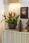 ORCHIDS-INFO-WINTERSHOOT-39
