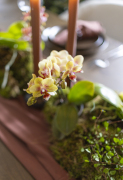 ORCHIDS-INFO-WINTERSHOOT-4