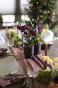 ORCHIDS-INFO-WINTERSHOOT-8