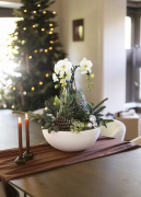 ORCHIDS-INFO-WINTERSHOOT