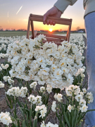 FAM_IMG_7249-AA-Bridal-Crown-plukmand-high