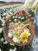 FAM_IMG_7874-AA-mand-veld-narcissen-high