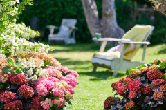 hydrangea world, shoot Eilze Eveleens, tuinhortensiaTrend Simply DeliciousTot rust komen