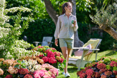 hydrangea world, shoot Eilze Eveleens, tuinhortensia, ModelTrend Simply DeliciousTot rust komen