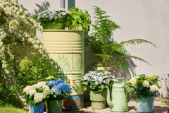 hydrangea world, shoot Eilze Eveleens, tuinhortensiaTrend Simply Deliciouswater geven, regenton