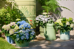 hydrangea world, shoot Eilze Eveleens, tuinhortensiaTrend Simply Deliciouswater geven, regenton