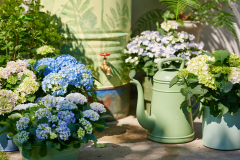 hydrangea world, shoot Eilze Eveleens, tuinhortensiaTrend Simply Deliciouswater geven, regenton