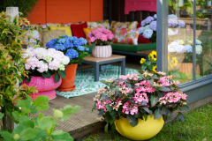 hydrangea world, shoot Eilze Eveleens, tuinhortensiaTrend Bahama Mamaveranda