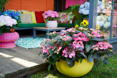 hydrangea world, shoot Eilze Eveleens, tuinhortensiaTrend Bahama Mama, Terrasveranda