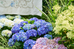 hydrangea world, shoot Eilze Eveleens, tuinhortensiaTrend Simply Delicious