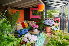 hydrangea world, shoot Eilze Eveleens, tuinhortensiaTrend Bahama Mama, Terrasveranda