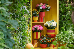 hydrangea world, shoot Eilze Eveleens, tuinhortensiaTrend Bahama Mamavitrine hout, geel