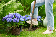 hydrangea world, shoot Eilze Eveleens, tuinhortensiaTrend Simply DeliciousTuinieren