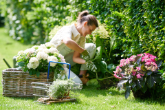 hydrangea world, shoot Eilze Eveleens, tuinhortensia, ModelTrend Simply DeliciousTuinieren