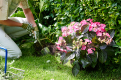 hydrangea world, shoot Eilze Eveleens, tuinhortensiaTrend Simply DeliciousTuinieren