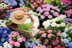 hydrangea world, shoot Eilze Eveleens, tuinhortensia, Vitamine Hortensia, Vitalise You, Campagne, Model