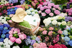 hydrangea world, shoot Eilze Eveleens, tuinhortensia, Vitamine Hortensia, Vitalise You, Campagne, Model