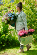 hydrangea world, shoot Eilze Eveleens, tuinhortensia, ModelTrend Simply Delicious, hortensia in tas, rotan