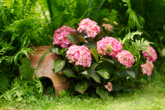 hydrangea world, shoot Eilze Eveleens, tuinhortensiaschuilplaats, egel