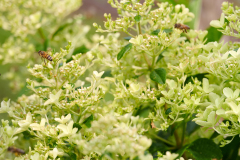 hydrangea world, shoot Eilze Eveleens, tuinhortensiaBijen, Paniculata