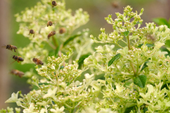 hydrangea world, shoot Eilze Eveleens, tuinhortensiaBijen, Paniculata