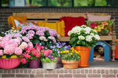 hydrangea world, shoot Eilze Eveleens, tuinhortensiaTrend Bahama Mama, Terrasveranda