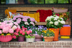 hydrangea world, shoot Eilze Eveleens, tuinhortensiaTrend Bahama Mama, Terrasveranda