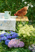 hydrangea world, shoot Eilze Eveleens, tuinhortensiaTrend Simply DeliciousTafelsettingBuitenleven, kip
