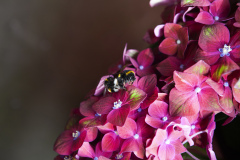HYDRNAGEAWORLD_Hortensia-met-bij